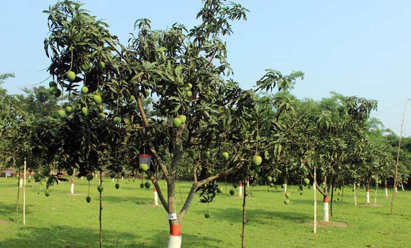 থোকায় থোকায় আম ধরেছে প্রধানমন্ত্রীর আমবাগানে