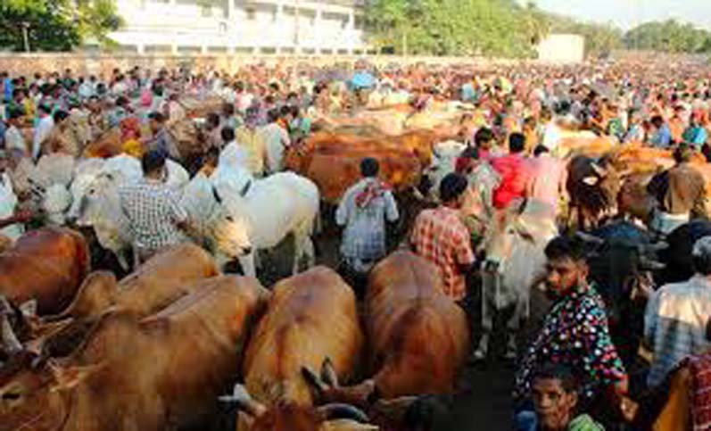 বড় গরু ব্যাপারীদের 'চাপা কান্না'