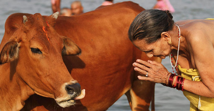 ভারতে গরুকে রাষ্ট্রমাতা ঘোষণার বিল পাস