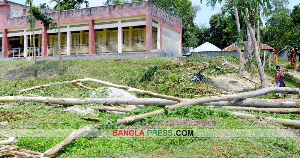 ধুনটে সরকারি বিদ্যালয়ের গাছ কর্তনের অভিযোগ