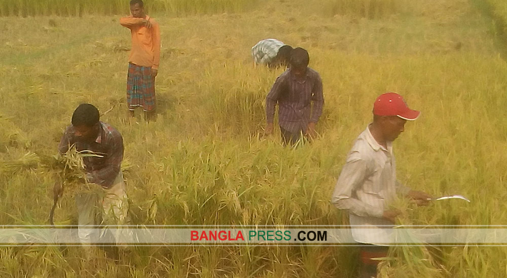 লালমনিরহাটে আগাম বোরো ধান কাটা শুরু