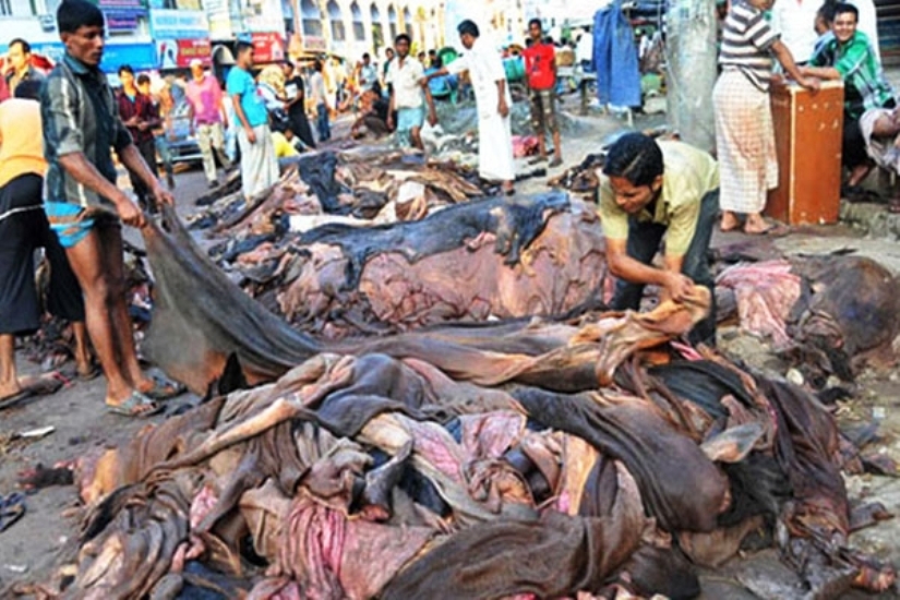 কাঁচা চামড়া রপ্তানির সিদ্ধান্ত নিয়েছে সরকার