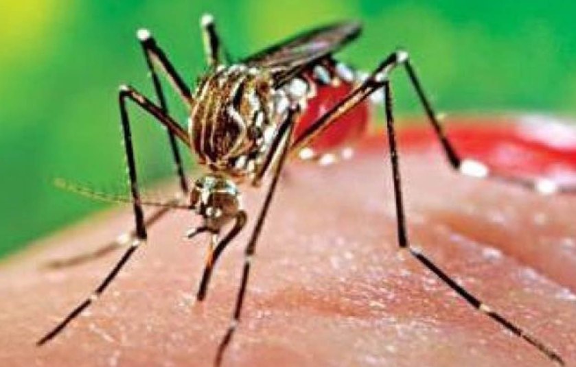 ডোমারে ৬জন ডেঙ্গু রোগী চিহিৃত
