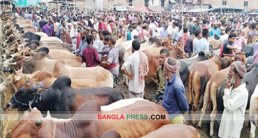 গরু চালানের নামে মোটা অংকের টাকা হাতিয়ে নিচ্ছে প্রভাবশালীরা