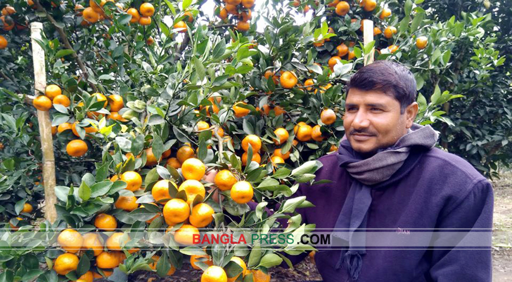 দার্জিলিংয়ের দৃষ্টিনন্দন কমলা চাষ হচ্ছে মহেশপুরের গ্রামে