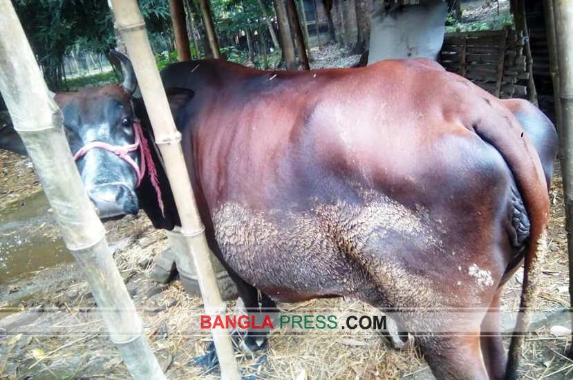 ঝিনাইদহে গরু চুরি বৃদ্ধিতে কৃষকরা দিশেহারা