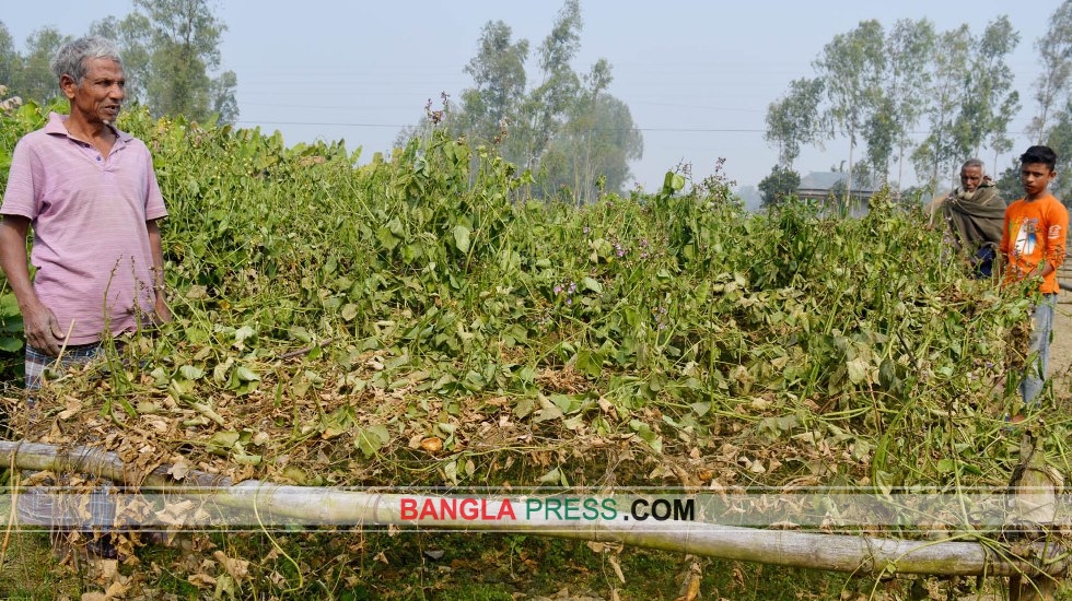 ধুনটে কৃষাণীর স্বপ্ন কাটলো দুর্বৃত্তরা