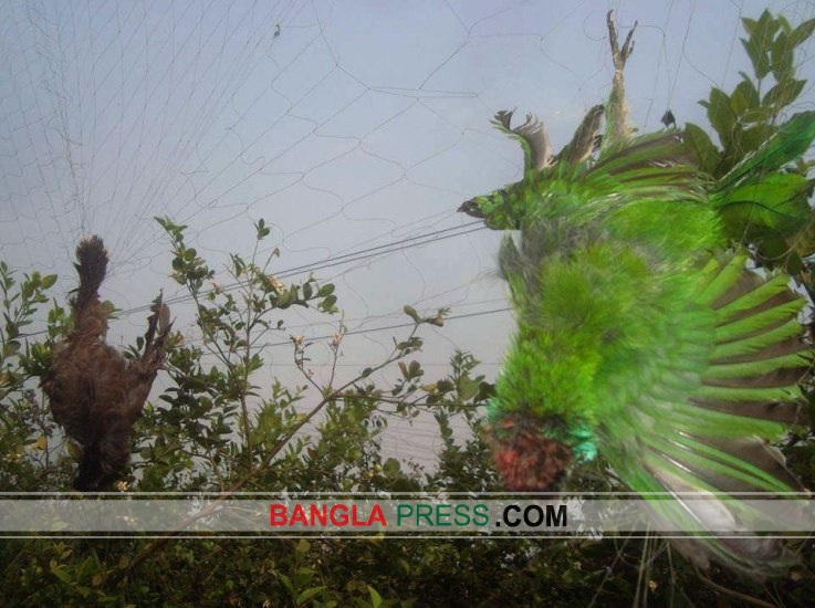 ঝিনাইদহে কারেন্ট জালে মারা পড়ছে বিপন্ন প্রজাতির পাখি