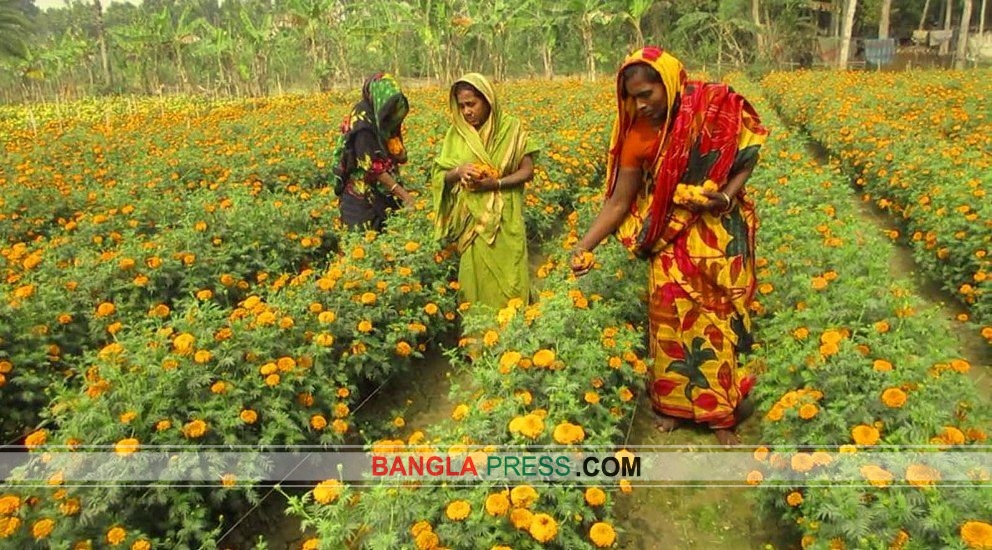 “বিশ্ব ভালবাসা দিবস”ও“আন্তর্জাতিক মাতৃভাষা” দিবসে আড়াই কোটি টাকার ফুল বিক্রির টার্গেট