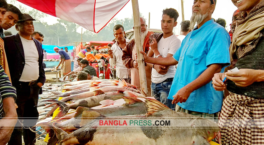ধুনটে শতবর্ষী বকচর মেলায় মাছ-মিষ্টিতে জামাই উৎসব