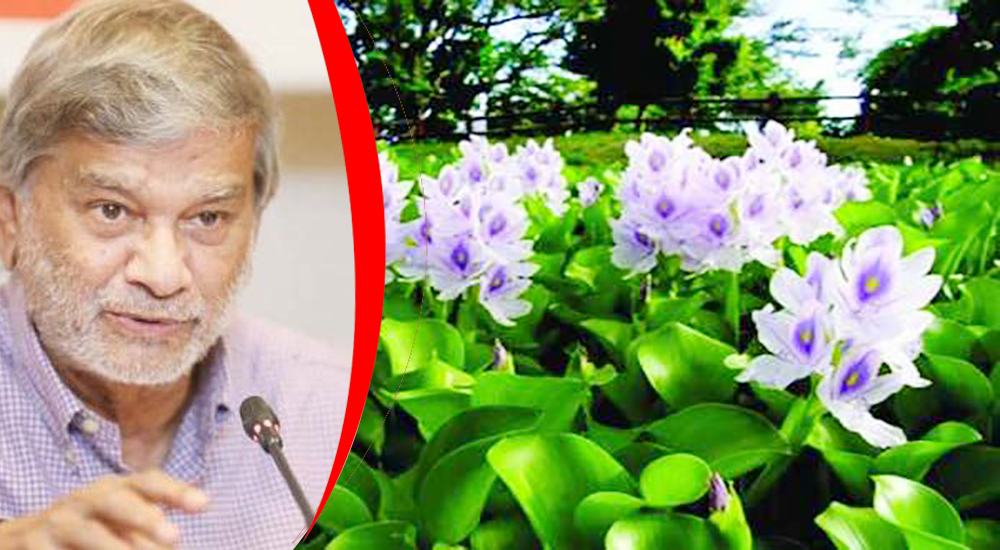গরু খেতে পারলে মানুষও খেতে পারবে কচুরিপানা : পরিকল্পনামন্ত্রী