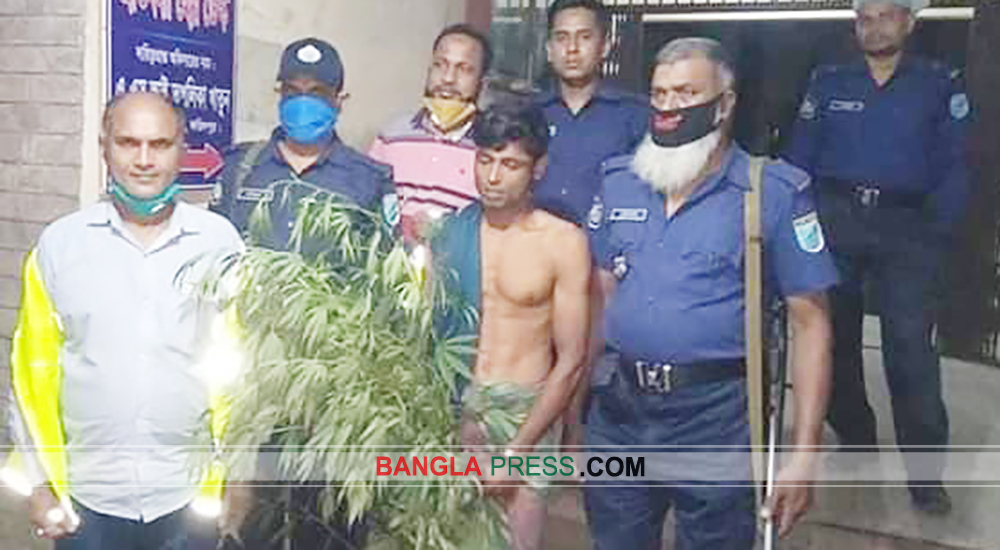 বোয়ালমারীতে গাঁজার গাছসহ যুবক আটক