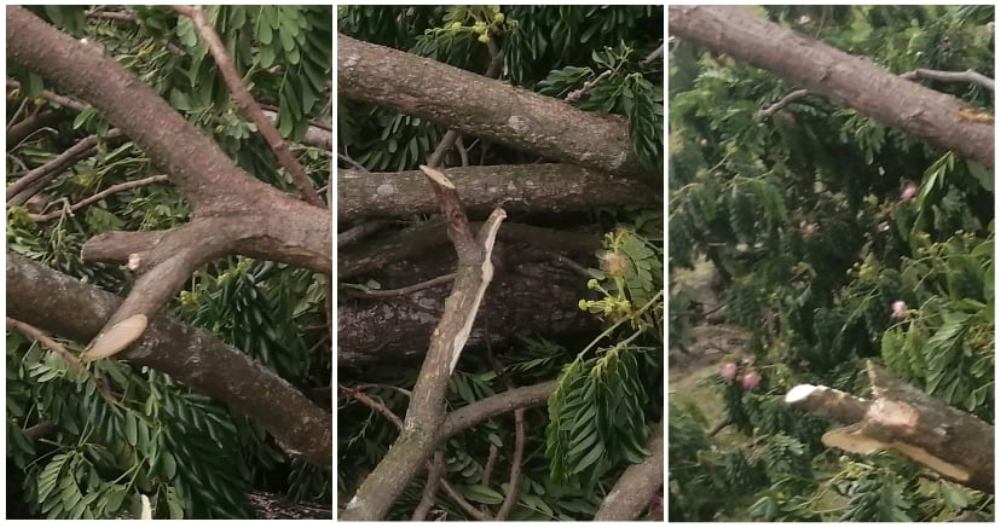 গৌরীপুরে সরকারী বিদ্যালয়ের গাছ কর্তনের অভিযোগ
