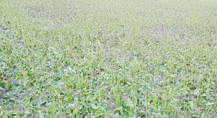 ফরিদপুরে শীলাবৃষ্টিতে পাটের ব্যাপক ক্ষতি
