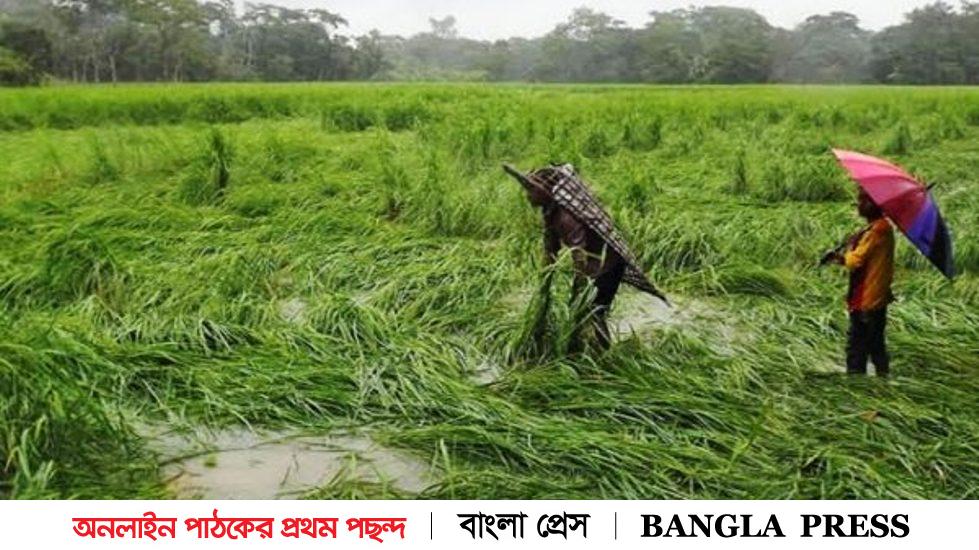 আম্পানে আক্রান্ত জমির পরিমাণ ১ লাখ ৭৬ হাজার হেক্টর