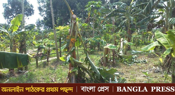 ঝিনাইদহে খুনের মামলার আসামীরা বে-পরোয়া কেটে দিল ফসলের ক্ষেতও