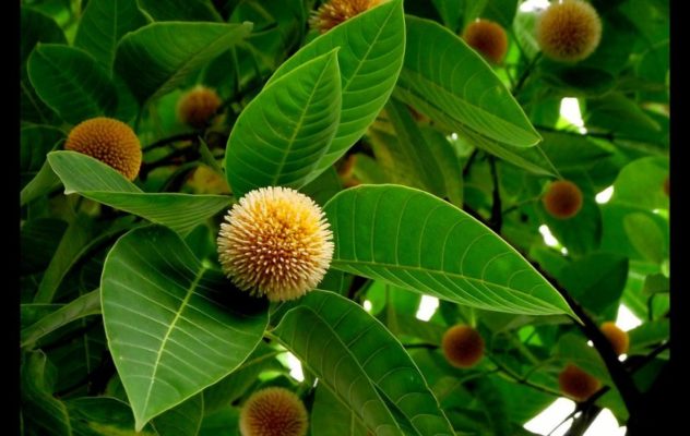 কদমফুল প্রকৃতির অলঙ্কার!