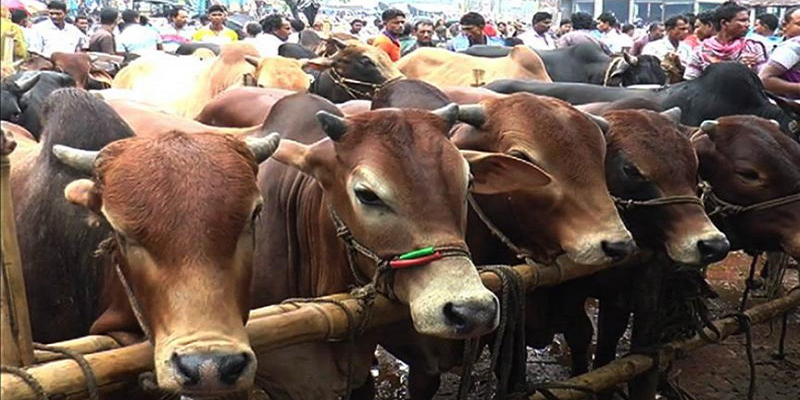 স্বাস্থ্যবিধি মেনেই বসবে কোরবানির পশুর হাট