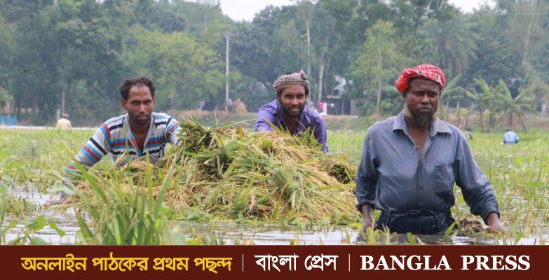 ফুলবাড়িতে পানিতে ডুবেছে শতশত একর জমির ধান