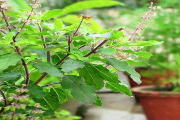 বর্ষায় সর্দি-কাশি নিমিষেই দূর করবে তুলসী