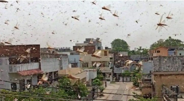 দিল্লির আকাশে ঝাঁকে ঝাঁকে পঙ্গপাল