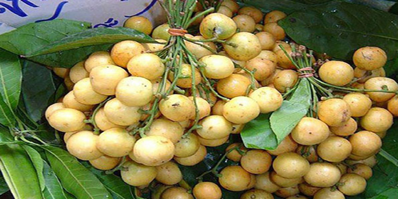 লটকন ফলের যত উপকারিতা