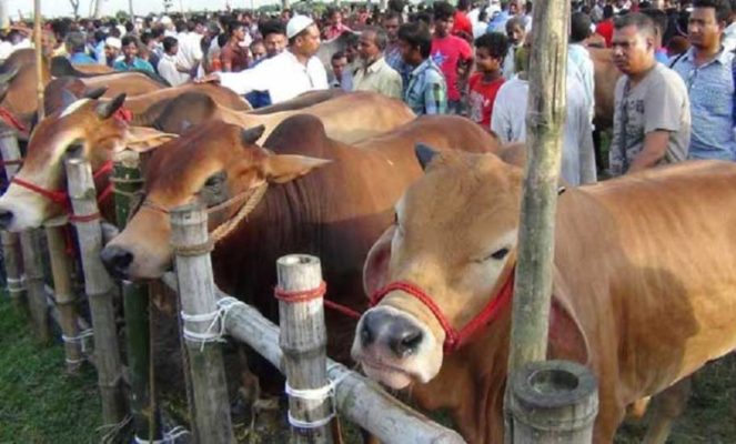 ঢাকা-নারায়ণগঞ্জ-গাজীপুর-চট্টগ্রামে পশুর হাট না বসানোর সুপারিশ