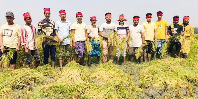 নরসিংদীতে কৃষকের ধান কেঁটে দিলো ছাত্রলীগ