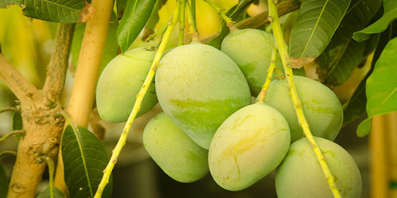 আজ থেকে বাজারে আসছে রাজশাহীর আম
