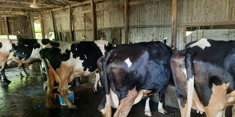 রাজারহাটে গাভী পালনে সফল "জনতা এ‍গ্রো ফার্ম"