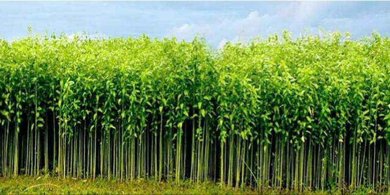 রাজারহাটে ধানের পর এবার পাটের বাম্পার ফলনের সম্ভাবনা