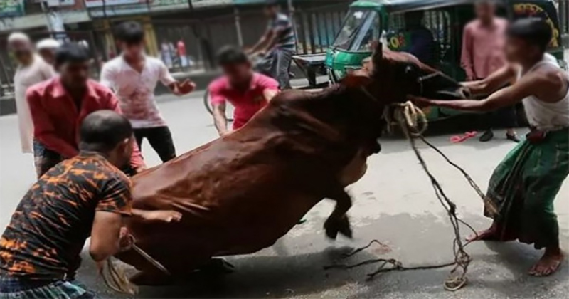 নিজ বাড়িতে কোরবানি দিলেই জরিমানা