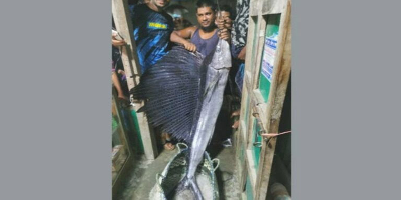 লক্ষ্মীপুরে জেলেদের জালেধরা পড়ল ২২ কেজি ওজনের ‘পাখি মাছ’
