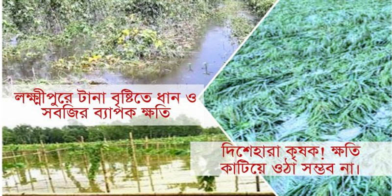লক্ষ্মীপুরে আবারো টানা বৃষ্টিতে পুড়লো কৃষকের কপাল!