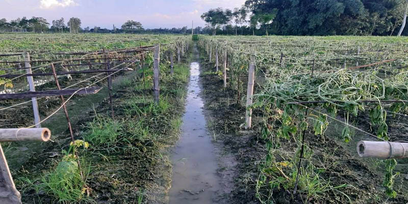 ঠাকুরগাঁওয়ে ৪০ শতক জমির সবজী গাছ কর্তন
