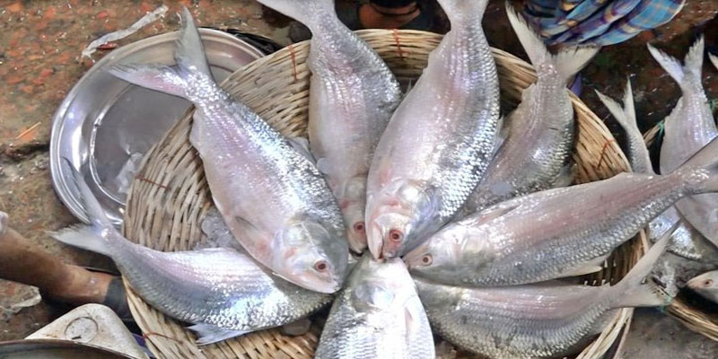 আজ মধ্যরাত থেকে ইলিশ ধরা বন্ধ