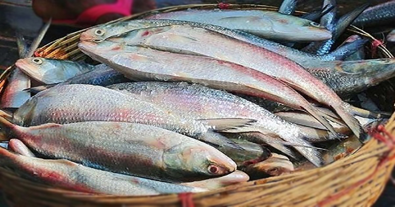 দুর্গাপূজা উপলক্ষে ২০৮০ টন ইলিশ ভারতে যাচ্ছে