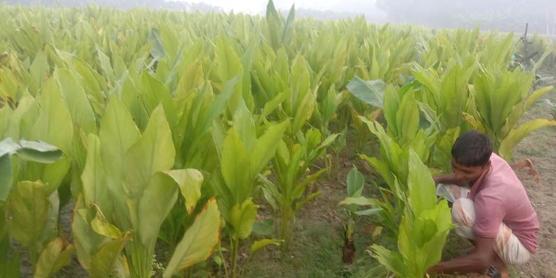 হলুদের বাম্পার ফলনে কৃষকের মুখে হাসি