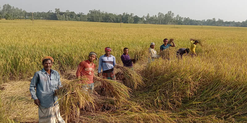 দেবীগঞ্জে শুরু হয়েছে আমন ধান কাটার আমেজ