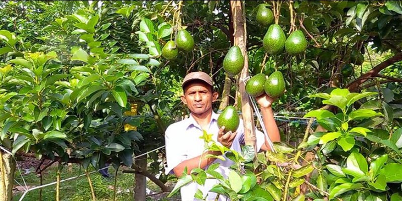 ঝিনাইদহে বিদেশী ফল অ্যাভোকাডোর বানিজ্যিক চাষ