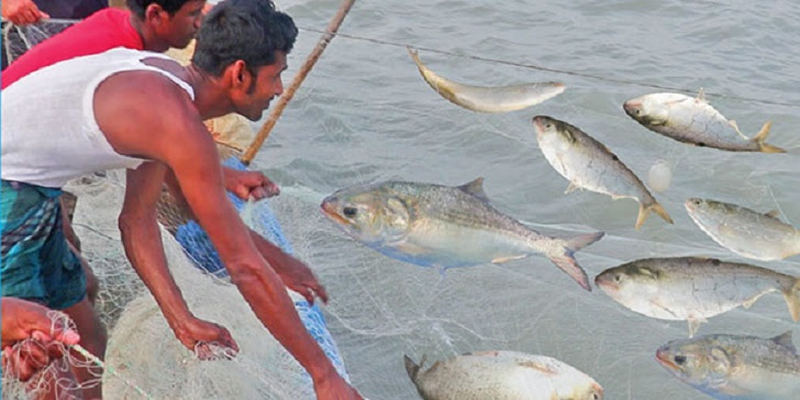 লক্ষ্মীপুরে পুকুরে ধরা পড়লো ৮ ইলিশ