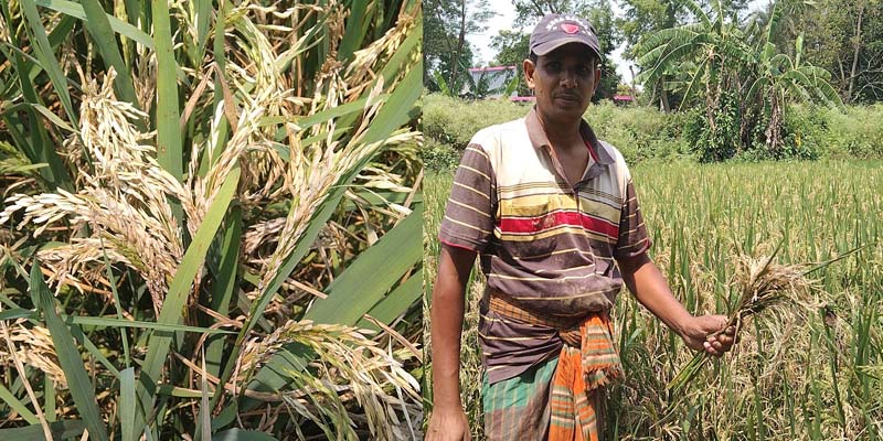 ঝিনাইদহের কালীগঞ্জে নেক ব্লাস্টে দিশেহারা কৃষক, জানেন না কৃষি কর্মকর্তারা