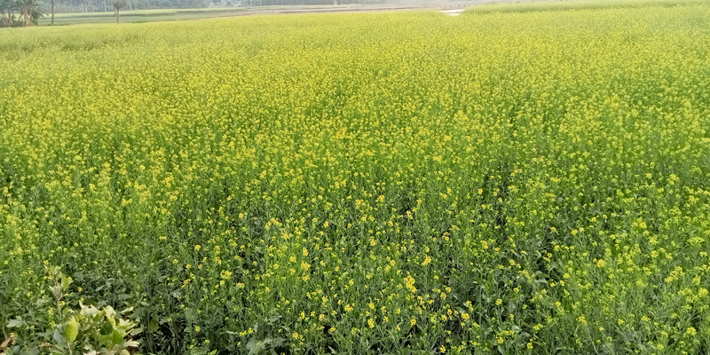 শার্শার কৃষকের চোখে এখন শুধুই সরিষা ফুল