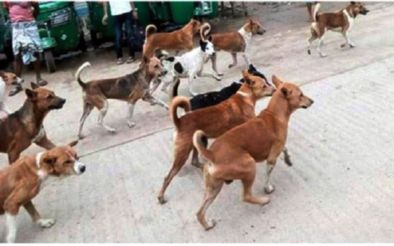 গৌরীপুরে ২ দিনে কুকুরের কামড়ে শিশুসহ আহত ২৫