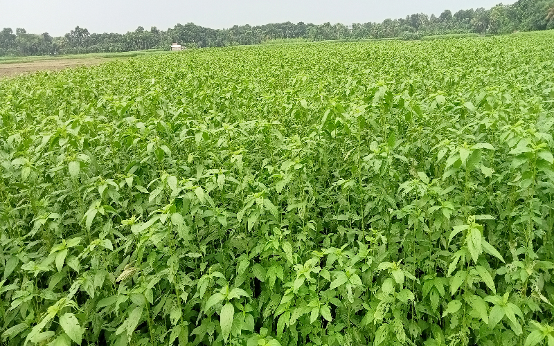 কৃষকের চোখে এখন সোনালী আঁশের সোনালী স্বপ্ন