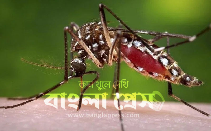 ডেঙ্গুতে আজ ৩ জনের মৃত্যু