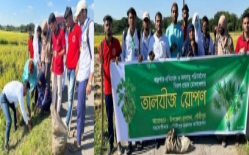 গৌরীপুরের ইউএনও উদ্যোগে ২২ কিলোমিটার সড়কের পাশে তালবীজ রোপন!