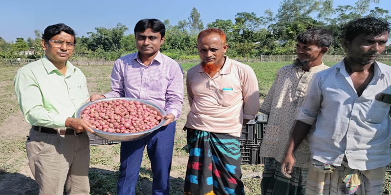 ডোমারে আগাম আলু উঠতে শুরু করলেও স্থানীয় বাজারে মিলছে না সেই আলু