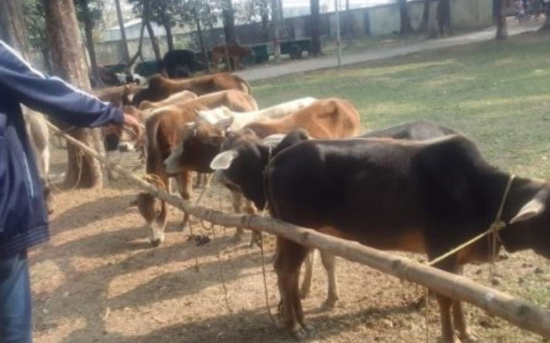 মধ্যনগরে ৪০ টি গরু সহ ৪ জন আটক