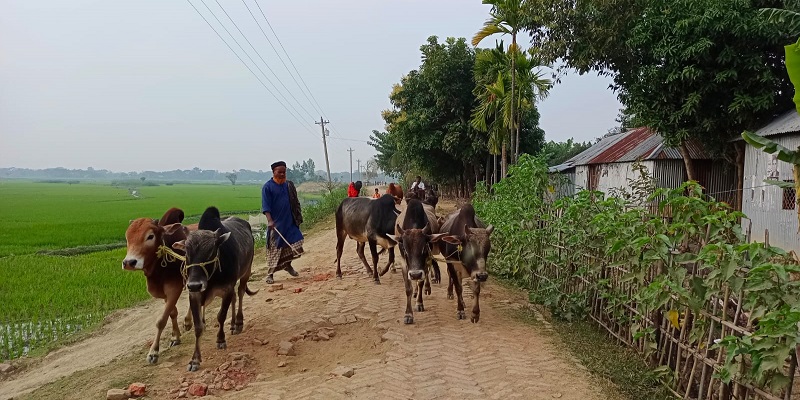 মধ্যনগর  সীমান্তে অবৈধ গরুর চোরাকারবারী বৈধতা দিচ্ছে ইজারাদার